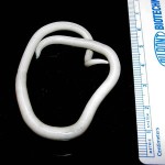Ascaris lumbricoides roundworm