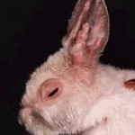 A rabbit sufferring from a Myxoma virus infection