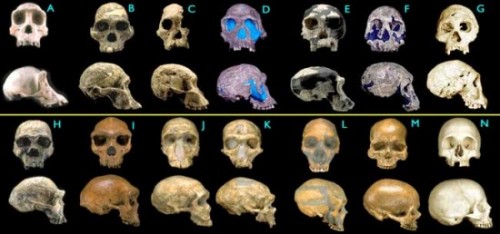 Collection of Fossil Hominids